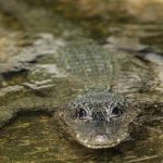 O “crocodile” que pode ser uma lontra e que está a assustar o Douro
