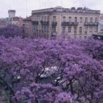 Lisboa pintada de lilás pelos Jacarandás