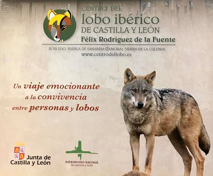 El Centro del Lobo Ibérico de Castilla y León alcanza los   visitantes - El Trapezio