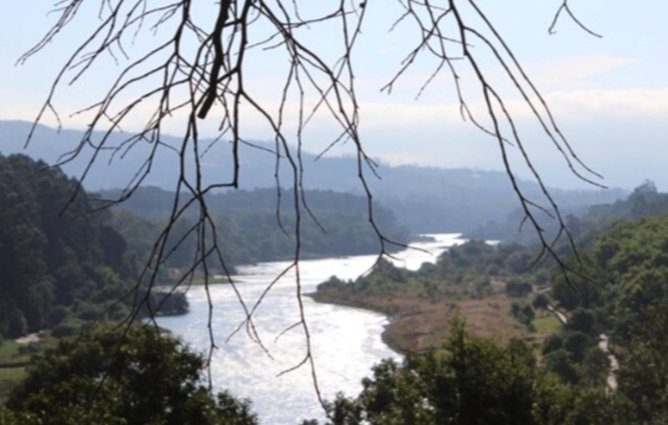 Vista del río Minho rodeado de vegetación y ramas secas.