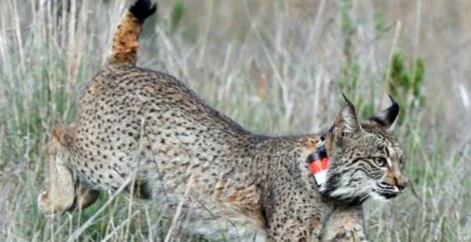 Lince ibérico en su hábitat natural en Portugal