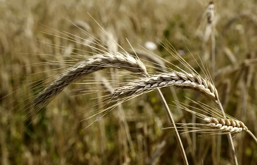 Espigas de trigo en un campo agrícola iluminado por el sol