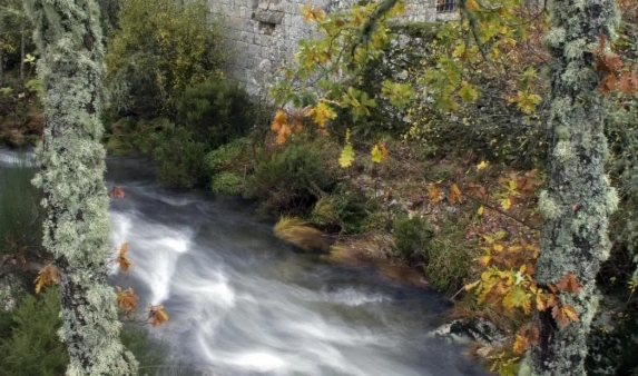 Río fluyendo entre árboles y vegetación en una reserva natural