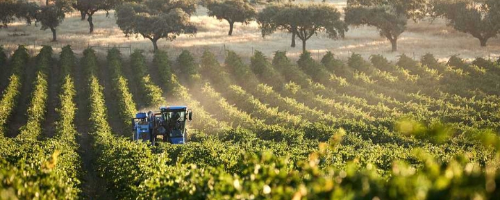 Tractor trabajando en un viñedo en Portugal
