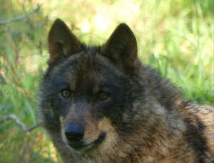 Primer plano de un lobo ibérico en su hábitat natural