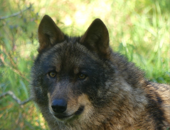 Primer plano de un lobo ibérico en su hábitat natural