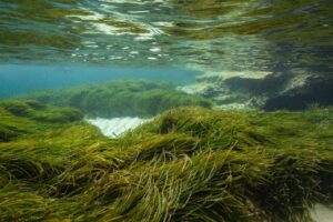 Praderas de Posidonia oceánica en Formentera, España, bajo el agua.
