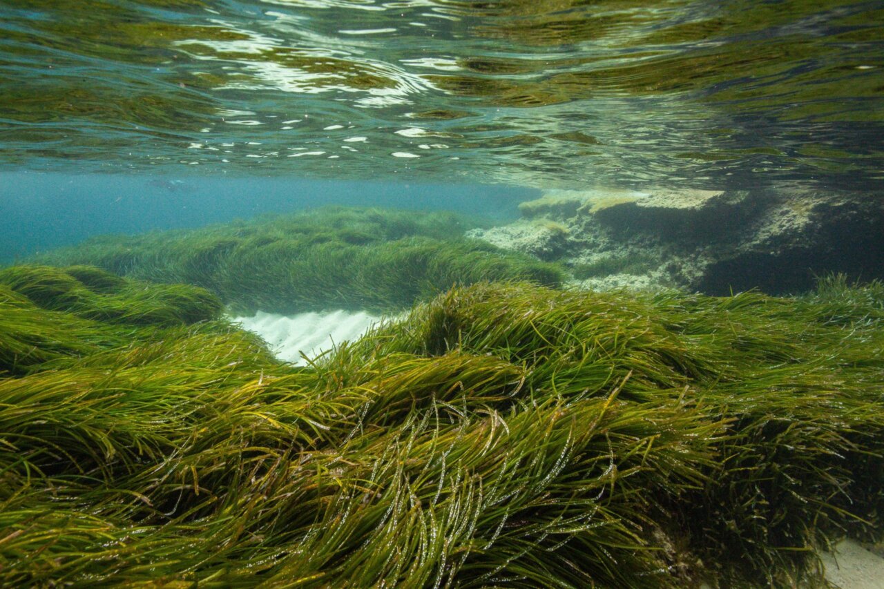 Praderas de Posidonia oceánica en Formentera, España, bajo el agua.