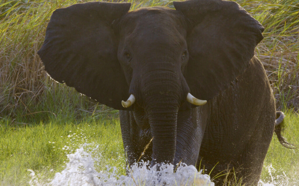 Elefante en un entorno natural en Angola, mostrando su majestuosidad.