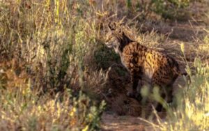 Lince-ibérico en su hábitat natural en la península Ibérica