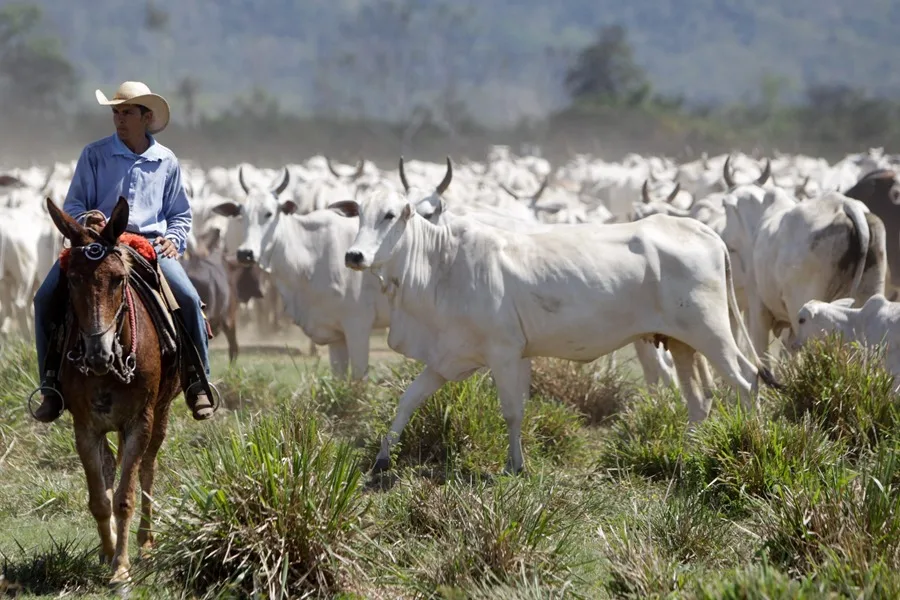 Hombre a caballo en un campo con ganado vacuno en Brasil