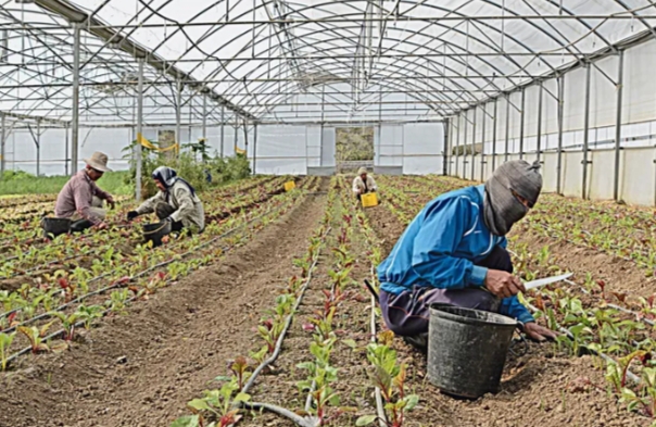 Trabajadores agrícolas en invernadero en Portugal, cultivando vegetales.