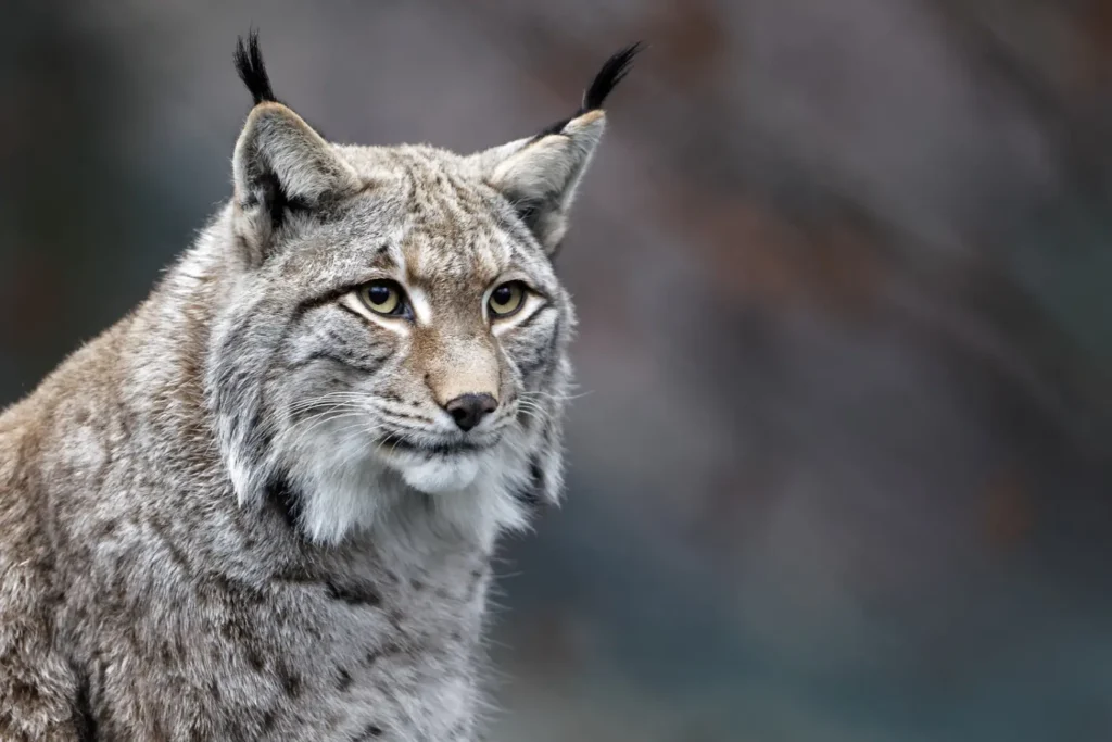 Retrato de un lince ibérico de orejas puntiagudas sobre fondo desenfocado.