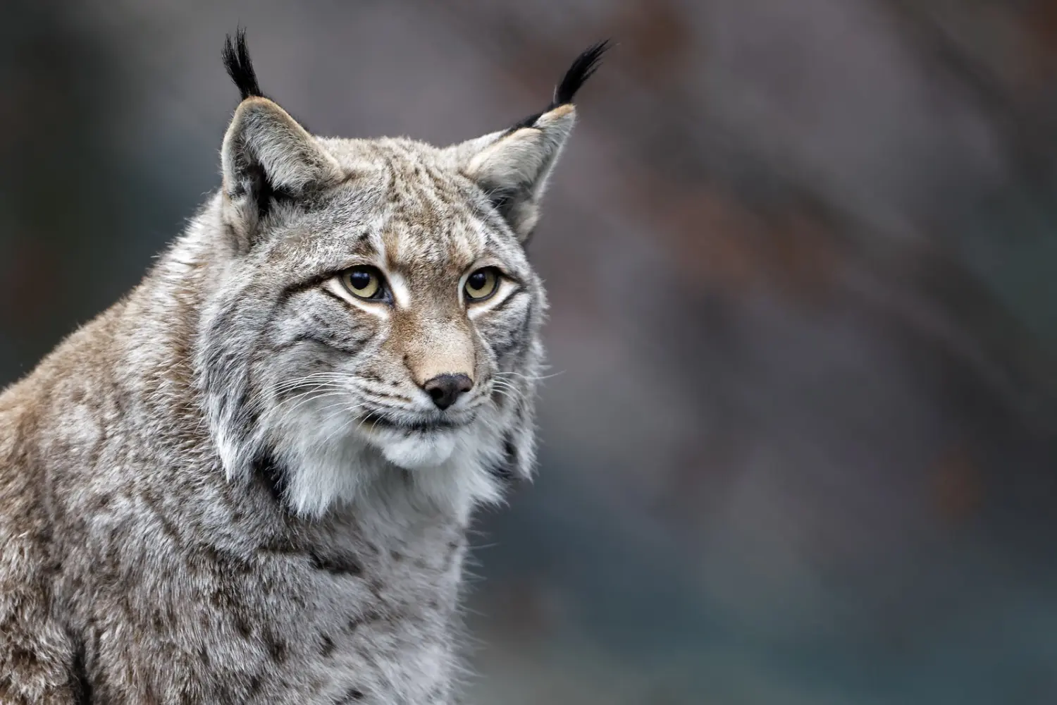 Retrato de un lince ibérico de orejas puntiagudas sobre fondo desenfocado.